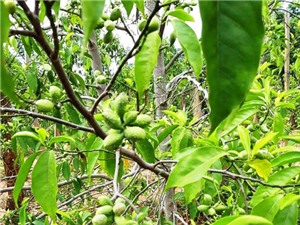 Cao Bằng: Khảo nghiệm giống giổi ăn hạt